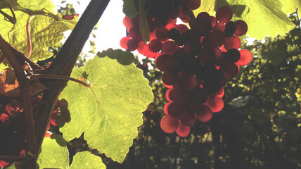 Grapes on vineyard at backlight soft light. French vinery
