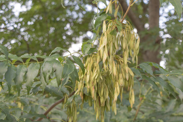 A close-up of the hanging seed pods on an ash tree, with green leaves in the background