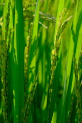 Fototapeta premium glistening rice stalks in the sun. rice in fertile rice fields in the tropics. luminous green. rice is the staple food of most Asians. oryza sativa. 