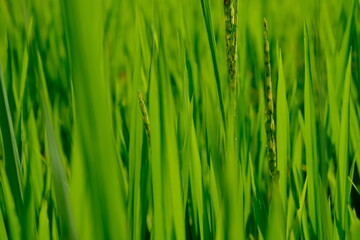 glistening rice stalks in the sun. rice in fertile rice fields in the tropics. luminous green. rice is the staple food of most Asians. oryza sativa. 