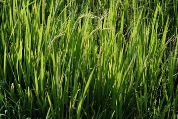 verdant rice fields in the tropics. rice that thrives, this plant is a producer of grains of rice which is the staple food of most of the population of Asia. Oryza Sativa. morning dew stuck to this. 