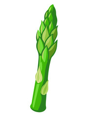 asparagus vector, illustration of asparagus isolated on white background