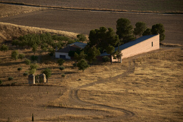 Olive tree farm. Andalusian landscape.