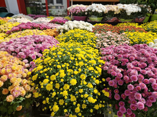Bunte Chrysanthemen Chrysanthemum im Spätsommer