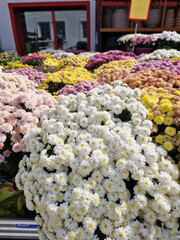 Bunte Chrysanthemen Chrysanthemum im Spätsommer