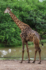 The giraff in the garden at nature sawana grass