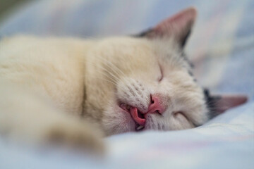 Tip of tongue with capillaries and pink nose muzzle of black and white cat sleeping with closed eyes close-up with soft selective focus