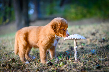 Nova scotia duck toller retriever puppy dog first day in the wild sneezing mushroom