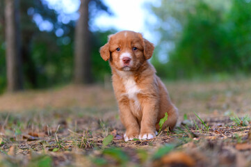 Nova scotia duck toller retriever puppy dog sitting © indukas