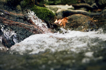 moss on the rocks