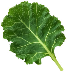 Single Kale Leaf: a single kale leaf against a pristine white backdrop. Perfect for culinary, health, and lifestyle projects, isolated on transparent background.