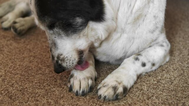 Dog licking his paw, canine arthritis or fleas