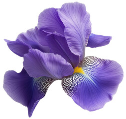 Purple Iris Elegance: A single, vibrant iris blossom in full bloom, its delicate petals a captivating shade of lavender with hints of gold, isolated on transparent background.