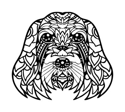 Spinone Italiano 