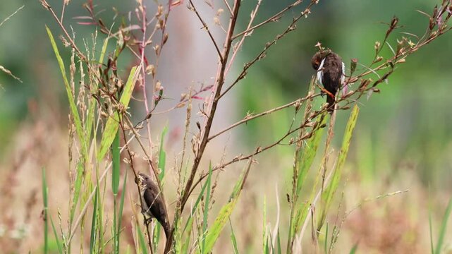 the rice field sparrow was perched on a branch