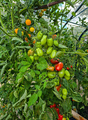 ripe an unripe tomatoes in a greenhouse