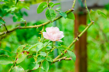 庭園のピンクのバラの繊細な花姿