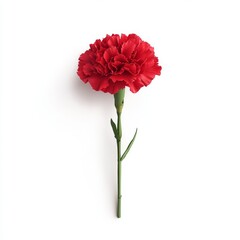 A 3D single icon of a red carnation with detailed petals and a green stem designed in a minimalistic style. The icon is isolated on a white background focusing on the vibrant color and simple form