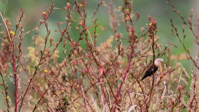 the rice field sparrow was perched on a branch