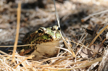 Frog