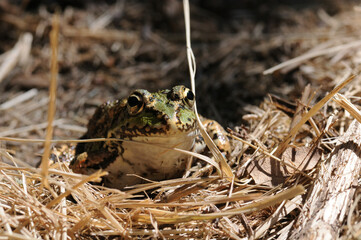 Frog