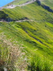 A detailed close-up of delicate grass flowers swaying gently in the breeze with a beautifully blurred mountainous landscape in the background, depicting nature's tranquility.