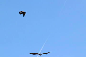 Hen bats live in nature.