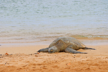 Treen Sea Turtle soaking up the Sun on Poipu Beach in Hawaii