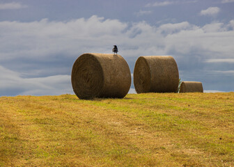 Guarding the Hay Bales