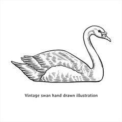 Swan hand drawn illustration in vintage style