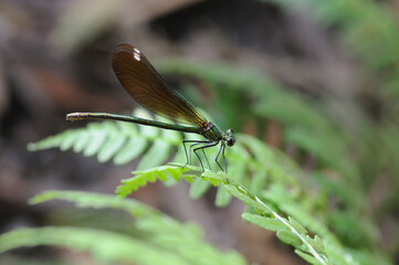 Damselfly