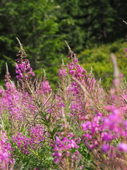 Fresh pink wildflowers bloom vibrantly in a green meadow, symbolizing the renewal and beauty of...