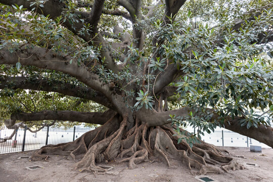Massive Gomero Tree at Plaza Lavalle in Buenos Aires