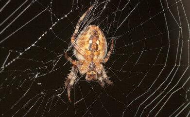 spider on the web