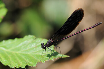 Closeup of damselfly