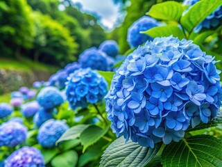 Delicate petals of blue hydrangea flowers unfurl in soft focus, surrounded by lush green foliage, capturing the serene beauty of early summer at Shimoda Park.