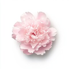 A 3D single icon of a pink peony in full bloom with soft rounded petals designed in a minimalistic style. The icon is set against a white background focusing on the flowers lush form