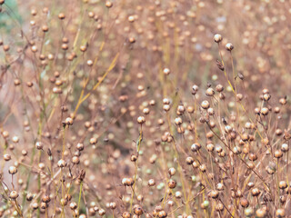 Common flax, also known as Linum usitatissimum, produces dry seed capsules in the field, commonly referred to as flax or linseed