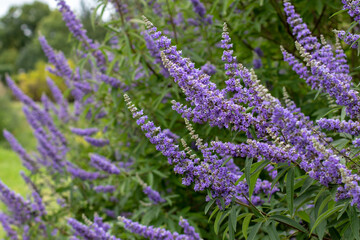 Vitex, chaste tree,vitex agnus-castus,chastetree, chasteberry, Abraham's balm,lilac chastetree or monk's pepper purple flowers