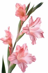 Obraz premium Sword Lily. Isolated on White. Pretty Gladiolus Flower Blossoming in Full Bloom