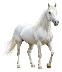 Fototapeta premium PNG Majestic white horse walking in a bright setting