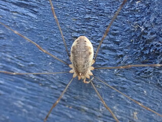 Obraz premium A harvestman, Opilio canestrinii