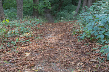 A trail in the woods is covered with leaves and green plants. The ground is dirt, and there's an...
