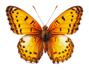 Fototapeta premium PNG Intricate orange butterfly at rest