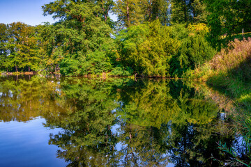 Dense thickets around the lake. Reflection of trees in the water.