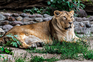 Naklejka premium Asian lioness on the ground. Latin name - Panthera leo 