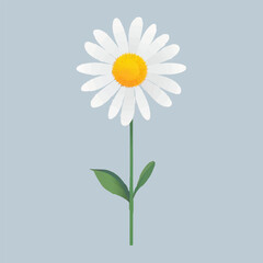 daisy flower set cartoon. white nature plant, summer floral, spring blossom, yellow chamomile, petal camomile, beautiful daisy flower vector illustration