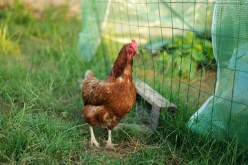 Poule rousse devant une serre de jardin