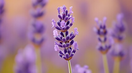 Detailed view of a lavender field, highlighting a single stem with tiny purple flowers