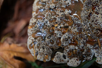 Oak Bracket fungus